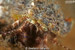 Macro close up of a tiny hermit crab, focusing on its gre... by Gaetano Gargiulo 